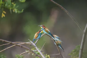 Colorful Birds Prints: Bee-eater (Merops apiaster)