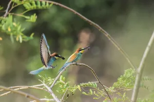 Bee-eater (Merops apiaster)