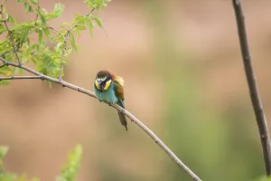 Colorful Birds Prints: Bee-eater (merops apiaster)