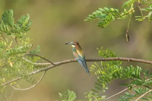 Colorful Birds Prints: Bee-eater (Merops apiaster)