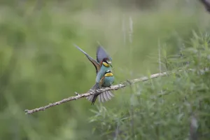 Deserted Bird Habitats Prints: Bee-eater (Merops apiaster)