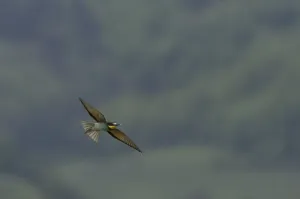Animals In The Wild No People Present Prints: Bee-eater (Merops apiaster)