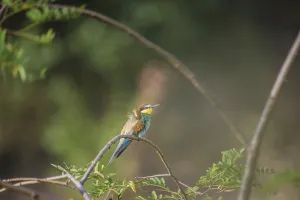 Exotic Animal Pictures Prints: Bee-eater (Merops apiaster)