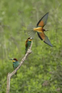 Animal Habitat Prints: Bee-eater (Merops apiaster)