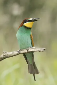 Singing Birds In Nature Prints: Bee-eater (Merops apiaster)