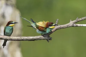 Deserted Habitat Images Prints: Bee-eater (Merops apiaster)