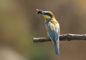 Colorful Birds Prints: Bee-eater (Merops apiaster)