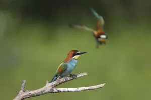 Fauna In Nature Prints: Bee-eater (Merops apiaster)