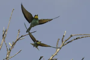 Insect Eating Birds Prints: Bee-eater (Merops apiaster)