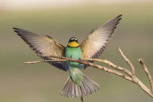 In Flight Bird Photography Prints: Bee-eater (Merops apiaster)