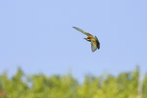 Orange Colored Birds Prints: bee-eater (Merops apiaster)