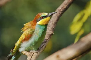 European Bee Eaters Habitat Prints: Bee-eater (Merops apiaster)