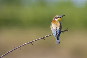Orange Colored Birds Prints: bee-eater (Merops apiaster)
