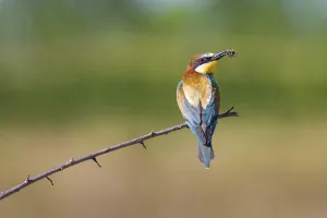Deserted Habitat Wildlife Images Prints: bee-eater (Merops apiaster)