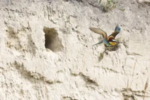 Uninhabited Wildlife Environments Prints: bee-eater (Merops apiaster)