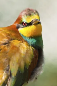 Fauna In Nature Prints: Bee-eater (Merops apiaster)