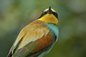 European Bee Eaters Nesting Site Prints: Bee-eater (Merops apiaster)
