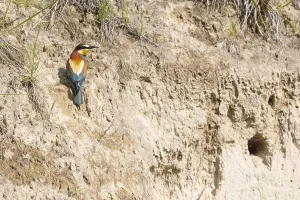 Natural Wildlife Habitats Prints: bee-eater (Merops apiaster)