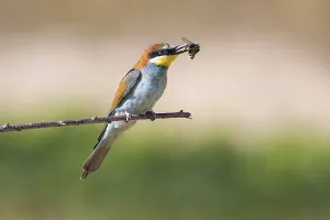 Orange Bird Species Prints: bee-eater (Merops apiaster)