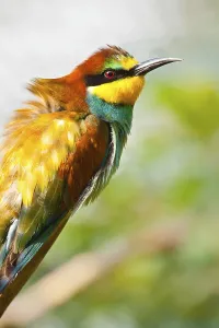 Animals In The Wild Free Photos Prints: Bee-eater (Merops apiaster)