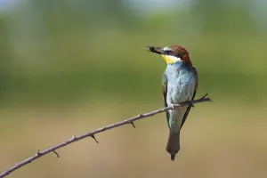 Orange Bird Species Prints: bee-eater (Merops apiaster)