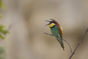 European Bee Eaters Nesting Site Prints: Bee-eater, Merops apiaster