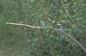 Common Kingfisher Images Prints: Bee-eater (Merops apiaster)