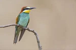 Wild Animals In Bulgaria Prints: Bee-eater, (Merops apiaster), Animals