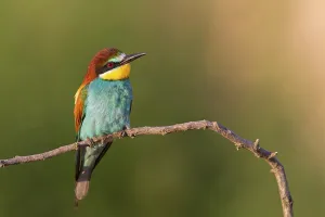 European Bee Eaters Prints: Bee-eater, (Merops apiaster), Animals
