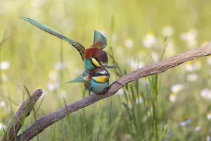 Central European Wildlife Scenes Prints: Bee-eater, (Merops apiaster), copula