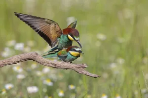Hungary Bird Species Prints: Bee-eater, (Merops apiaster), copula