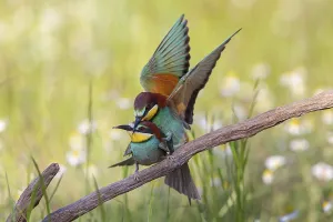 Bird Nesting Sites Prints: Bee-eater, (Merops apiaster), copula