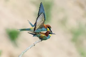 European Bee Eater Mating Prints: Bee-eater (Merops apiaster) during copulation