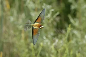 European Bee Eater Germany Prints: Bee-eater (Merops apiaster) in flight
