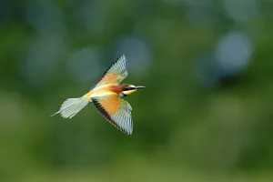 Wild Animal Germany Images Prints: Bee-eater (Merops apiaster) in flight