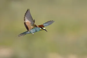 Lake Neusiedl National Park Austria Prints: Bee-eater (Merops apiaster) in flight