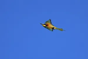 Bee-eater in Flight Print, Rhineland-Palatinate, Germany