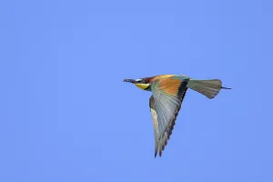 Coraciiformes Species Images Prints: Bee-eater (Merops apiaster) in flight