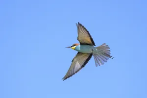 Coraciiformes Species Images Prints: Bee-eater (Merops apiaster) in flight