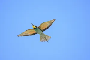 In Flight Photography Europe Prints: Bee-eater (Merops apiaster) in flight