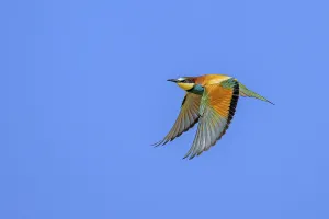 Natural Environment Photos Germany Prints: Bee-eater (Merops apiaster) in flight