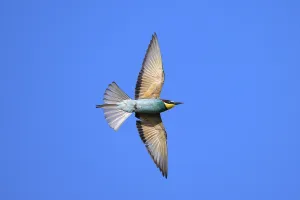 Deserted Landscape Wildlife Photos Prints: Bee-eater (Merops apiaster) in flight