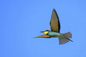 Deserted Landscape Europe Prints: Bee-eater (Merops apiaster) in flight