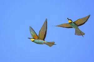 Coraciiformes Species Images Prints: Bee-eater (Merops apiaster) in flight