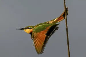 Bee-eater (Merops apiaster) in Flight, Okavango Delta Print