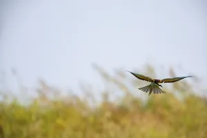 Hungarian Fauna Images Prints: Bee-eater (Merops apiaster) Hungary