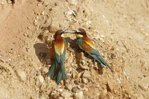 No People Bird Images Germany Prints: Bee-eater (Merops apiaster) at nesting wall