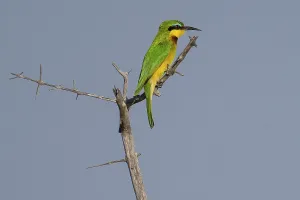 Namibia Nature Reserve Photos Prints: Bee-eater (Merops apiaster), Okavango