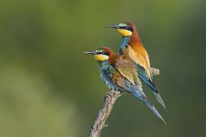 Empty Landscape Photo Prints: Bee-eater (Merops apiaster), pair