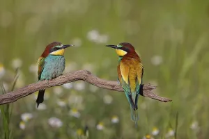 Bird Photography In Hungary Prints: Bee-eater, (Merops apiaster), pair